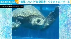 夏限定！ウミガメの“空腹アピール”に「肩の可動域には驚かされる笑」「可愛いじゃないか！」など反響