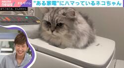 徳永有美アナ、話題の猫動画に珍発言「私動物が苦手で…これは何で震えてる？」SHELLYがツッコミ「苦手だな！こんなに可愛いのに“可愛い”が全然出てこない！」