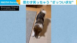 犬がおやつを待ちきれず床を“ダンッ” 「こんなざっつい伏せある？」機敏すぎる動きに飼い主ツッコミ