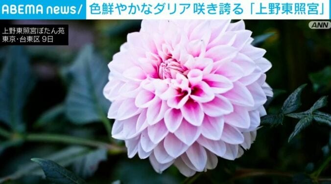 上野東照宮ぼたん苑