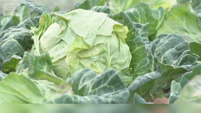 春キャベツの出荷量増加で3割安　気温や雨量が適度で生育順調　育ちすぎの心配も 1枚目