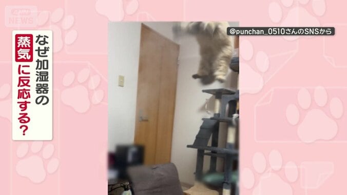 なぜ蒸気に反応？