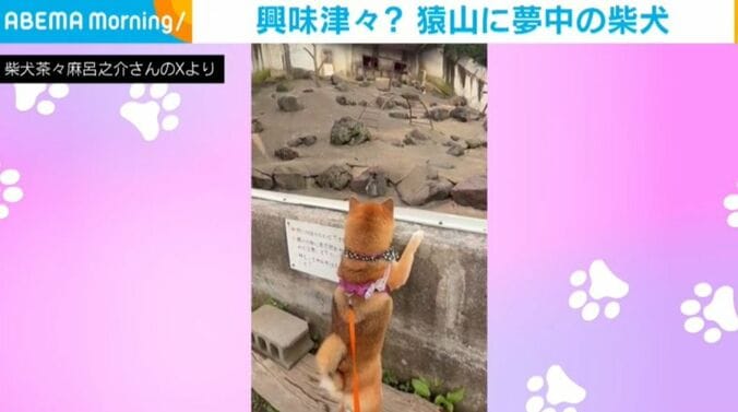 柴犬茶々麻呂之介さんのXより