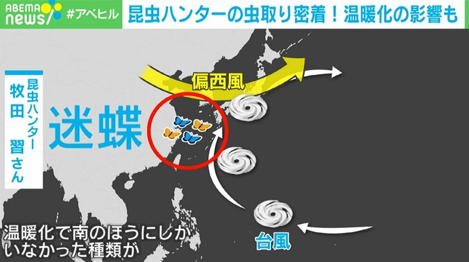 東大院生の昆虫ハンター「家族はむしろ虫嫌い」 子どもの“夢中になる力”を伸ばすには 4枚目