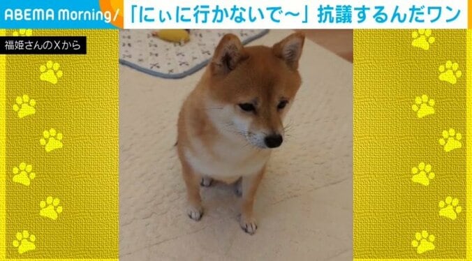 柴犬の福ちゃん（3歳）