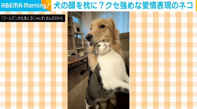 ゴールデンレトリバーのれも吉ちゃん、猫のちま吉ちゃん