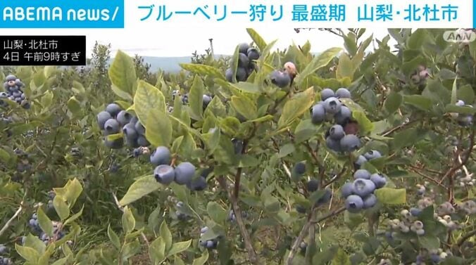 ブルーベリー