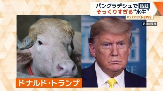 名前は「ドナルド・トランプ」