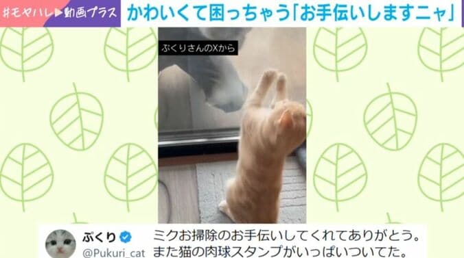 子猫のミクくん
