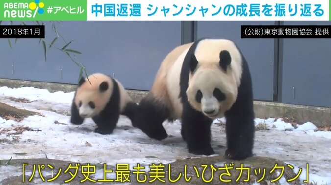 上野動物園「シャンシャン」の成長記録 返還後もファンは続報を心待ちに「どんな些細な情報でも泣いてよろこびます」 2枚目