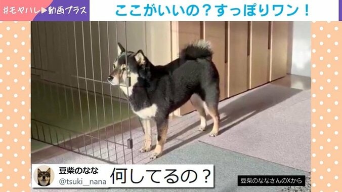 豆柴が見せた“不思議な行動”