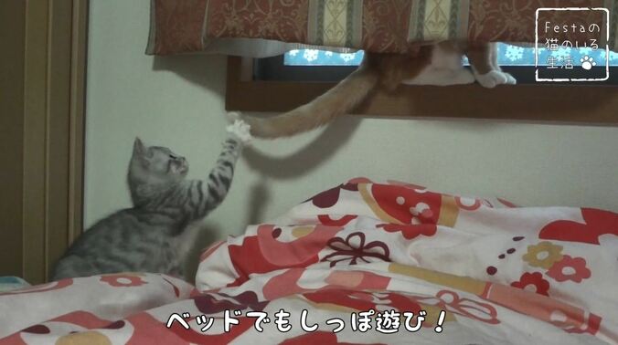 猫「お姉ちゃん遊んでー！」 マンチカン猫姉妹のほっこり日常に密着 7枚目