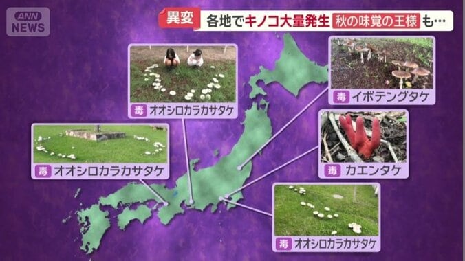 毒キノコが大量発生