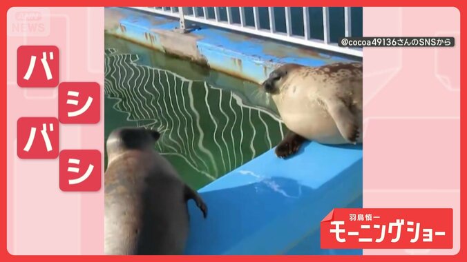 まるでお相撲さん！　おなかのたたき合いをするアザラシさん　言い争いしてる？ 1枚目