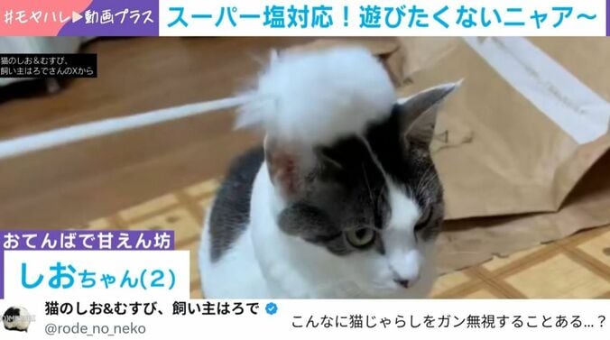 “スーパー塩対応”の猫