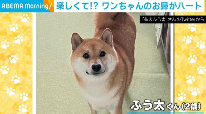 柴犬がボール遊びに大興奮！… でも、よーく見ると、楽しすぎて鼻の形が変わってしまった！？ 1枚目