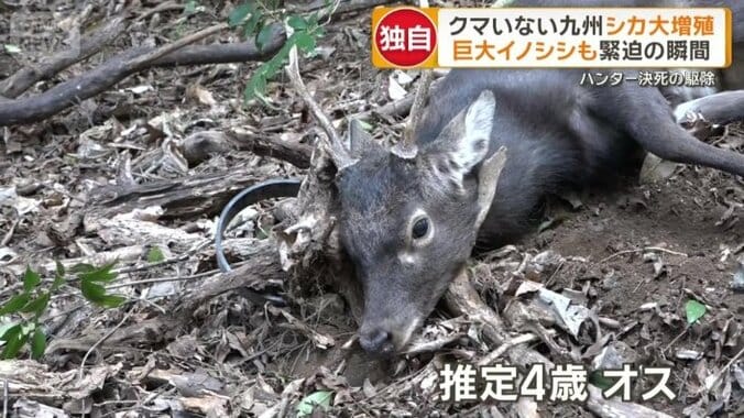 わなにかかっていた推定4歳のオス