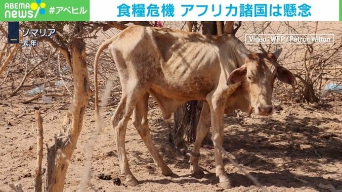 ロシアの穀物合意離脱でアフリカが飢餓に？ 国連事務総長「飢えに瀕している数億人や生活費高騰に苦しむ消費者がツケを払う」 1枚目