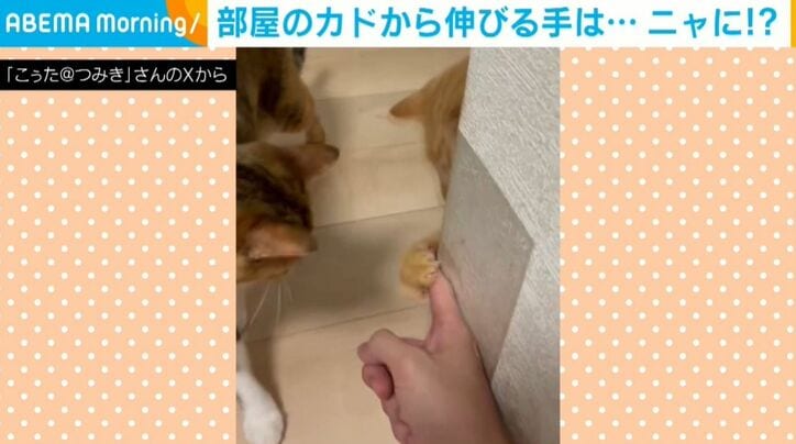 猫のとらくんと飼い主の攻防