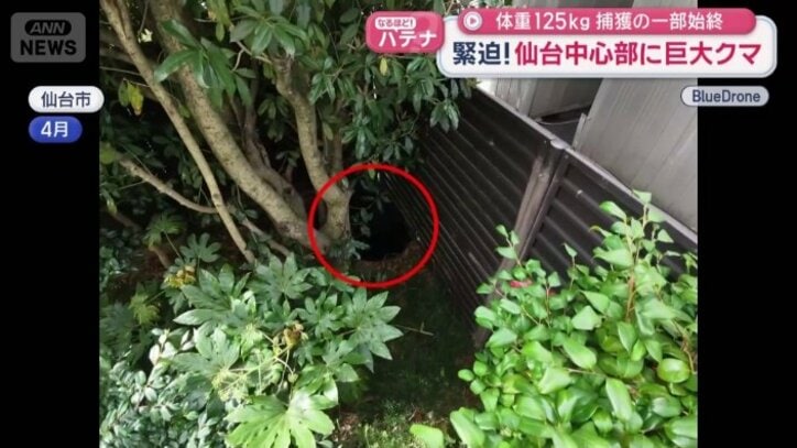 木の根元にクマ