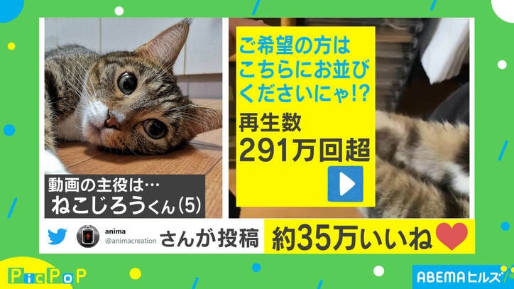 肉球で“ぎゅ”っと…猫の神対応すぎる握手会に反響！ 飼い主「サービスは手厚い」