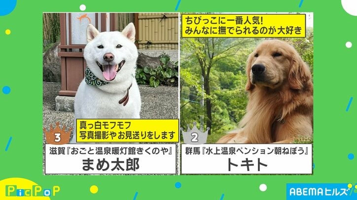 【写真・画像】日本一の看板犬はどの子？ 「モフモフ」「ふわふわ」の頂点に迫る　1枚目