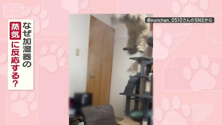 なぜ蒸気に反応？