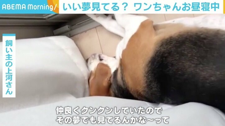 パタパタと激しく上下するしっぽ！ カーテンの奥には“お昼寝中”の犬 飼い主「いい夢見てるんだろうな～と」