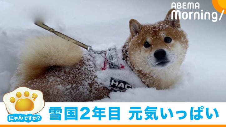 Cmの お父さん でおなじみの北海道犬 子育ての姿に反響 シロクマみたい もふりたい 話題 Abema Times