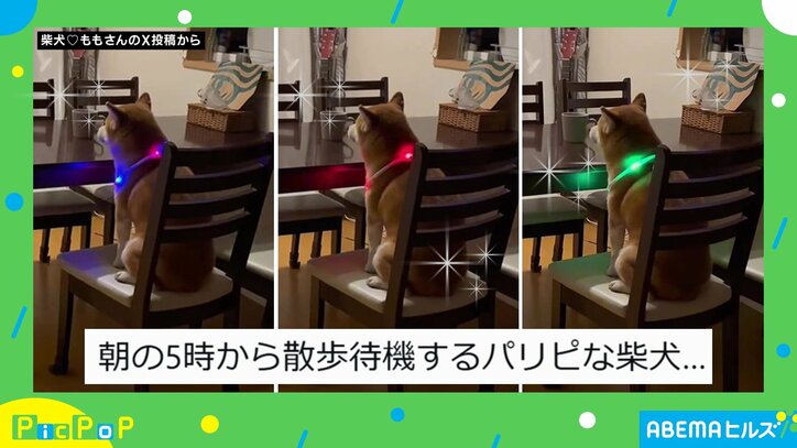 柴犬のももちゃん（6歳）