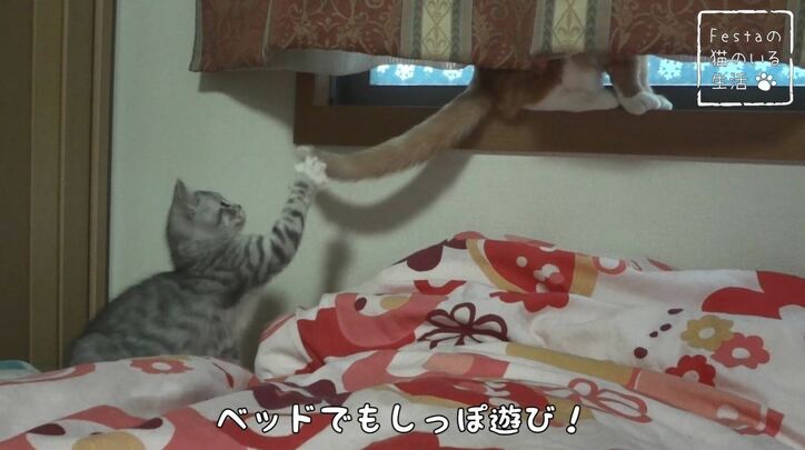 猫「お姉ちゃん遊んでー！」 マンチカン猫姉妹のほっこり日常に密着