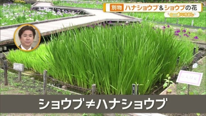 菖蒲湯の「ショウブ」
