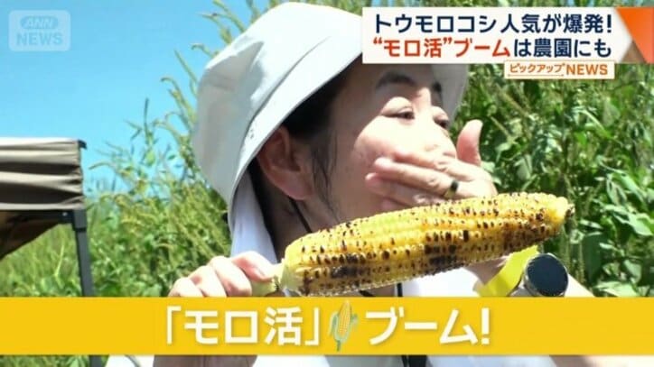 トウモロコシの持つポテンシャル