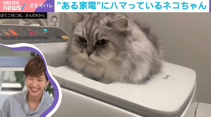 【写真・画像】徳永有美アナ、話題の猫動画に珍発言「私動物が苦手で…これは何で震えてる？」SHELLYがツッコミ「苦手だな！こんなに可愛いのに“可愛い”が全然出てこない！」　1枚目