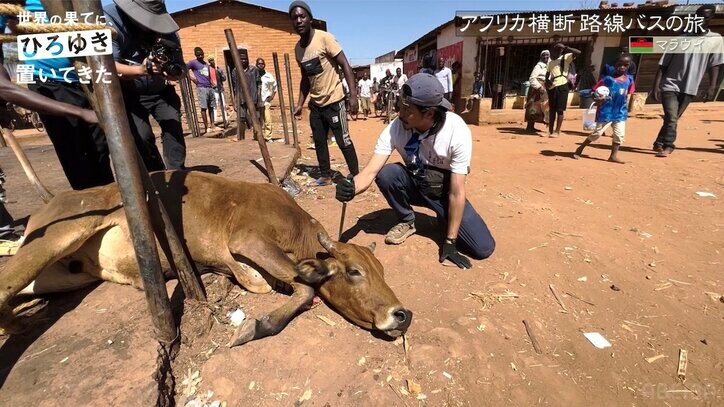 東出昌大、アフリカで生きた牛をさばく 逃げまどう姿に葛藤も「うまい！」命の恵みに感動