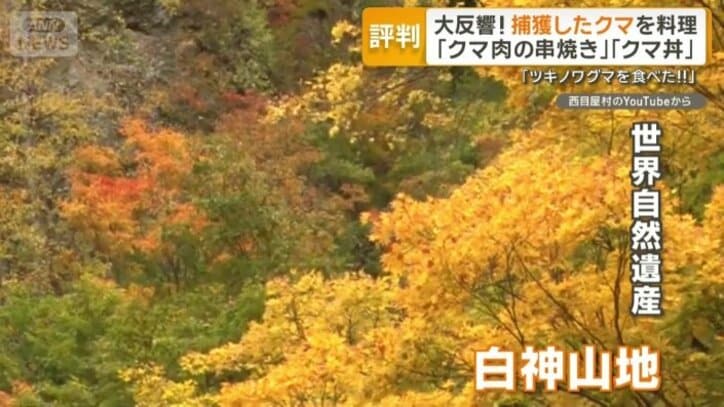 世界自然遺産「白神山地」