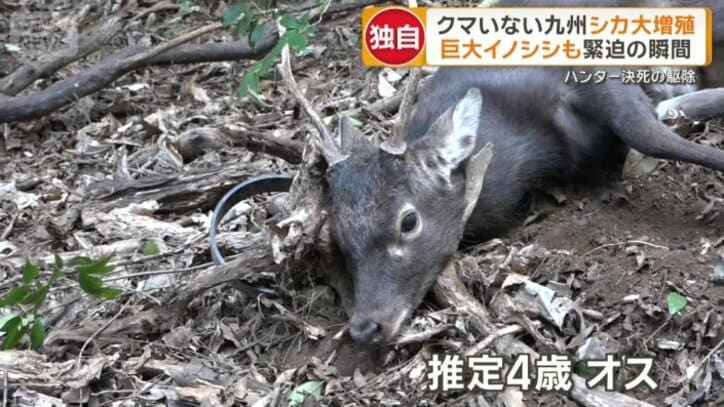 わなにかかっていた推定4歳のオス