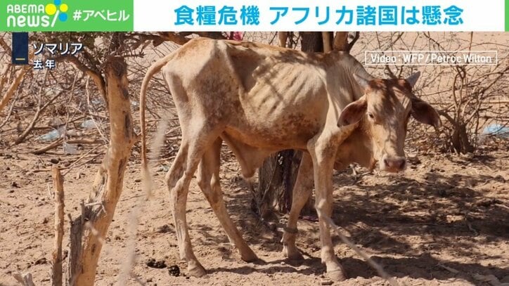 ロシアの穀物合意離脱でアフリカが飢餓に？ 国連事務総長「飢えに瀕している数億人や生活費高騰に苦しむ消費者がツケを払う」