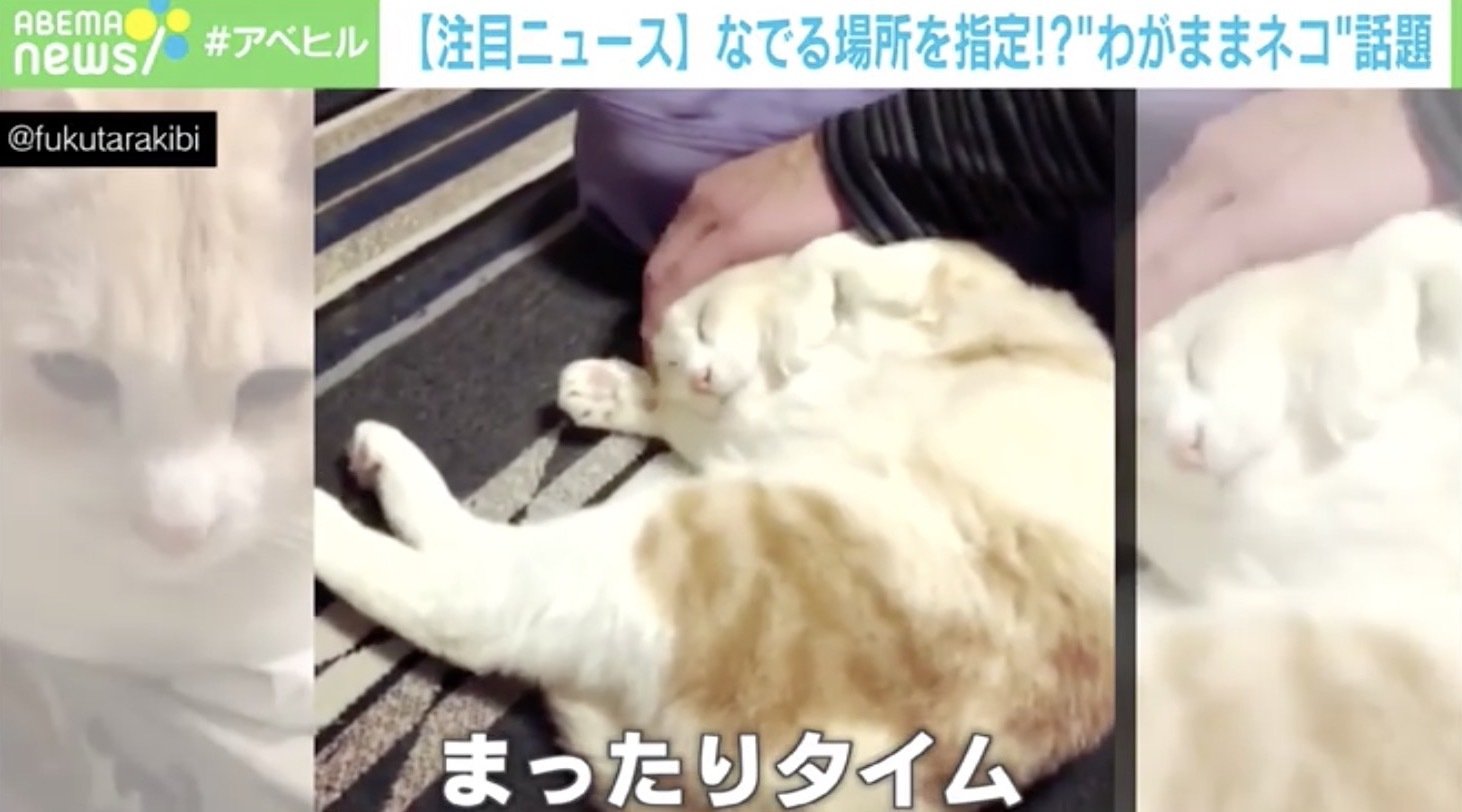お腹じゃなくて わがまま猫 心地良さに妥協なし 柴犬もやってきて パンこね職人 状態に 国内 Abema Times お腹じゃなくて わがまま猫 心地良さに妥協なし 柴犬もやってきて パンこね職人 状態に 国内 Abema Times