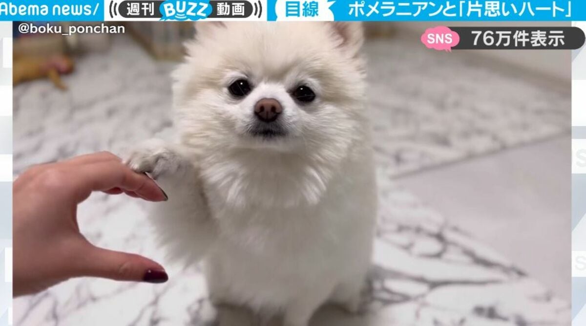 ポメラニアンとハートマークを作ろうとしたら…可愛すぎる反応に悶絶