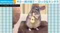 ギターを受け取るチンチラ “ワイルド”に投げ捨てる姿が「たまんない笑 10回見た」「捨て方w」と話題