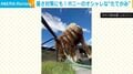 「オシャレー!」馬のたてがみが三つ編み&ちょんまげに!飼育員の特製の“暑さ対策”に「遊び心がある」など反響