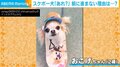 スケボー犬「誰か引っ張ってない?」 前に進まず困惑→諦めの体勢に視聴者ほっこり