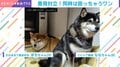性格が真反対…2 匹の柴犬の“拒否柴現象”が話題「柴たん同士の静かなる勝負の気配」「これはなかなか高難度」