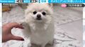 ポメラニアンとハートマークを作ろうとしたら…可愛すぎる反応に悶絶する人続出!「か、かわいすぎる!!!」