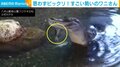 何か飛んできた？ ごはんタイム中のワニの“勢い余った”行動に飼育員びっくり