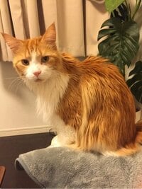 遠野なぎこ『『プチ整形』』