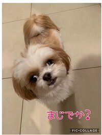 おおたわ史絵『プロテインバー』