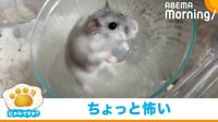 「もうちょいハムスターらしく走ってくれると」
