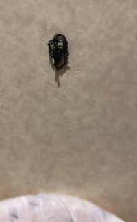 森口博子『ぎゃあああ！』